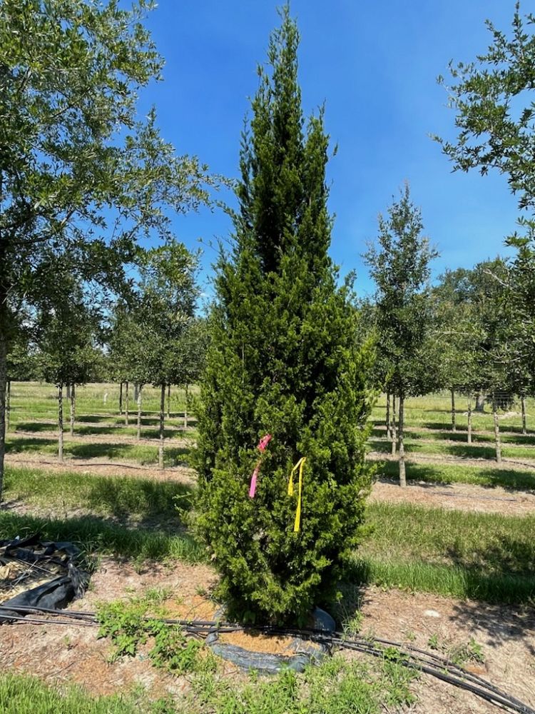 juniperus-virginiana-brodie-eastern-red-cedar