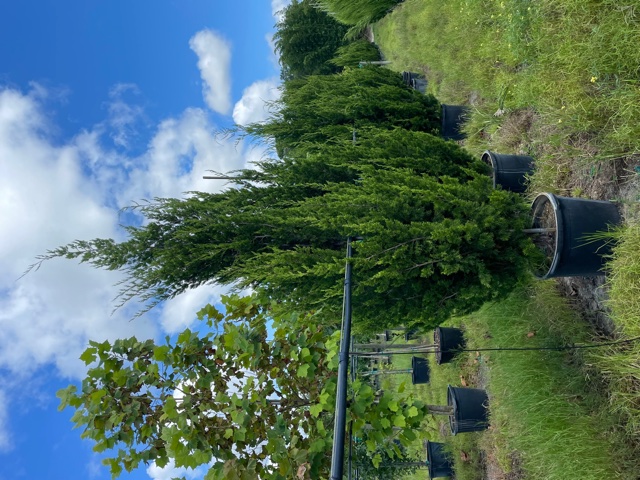 juniperus-virginiana-brodie-eastern-red-cedar