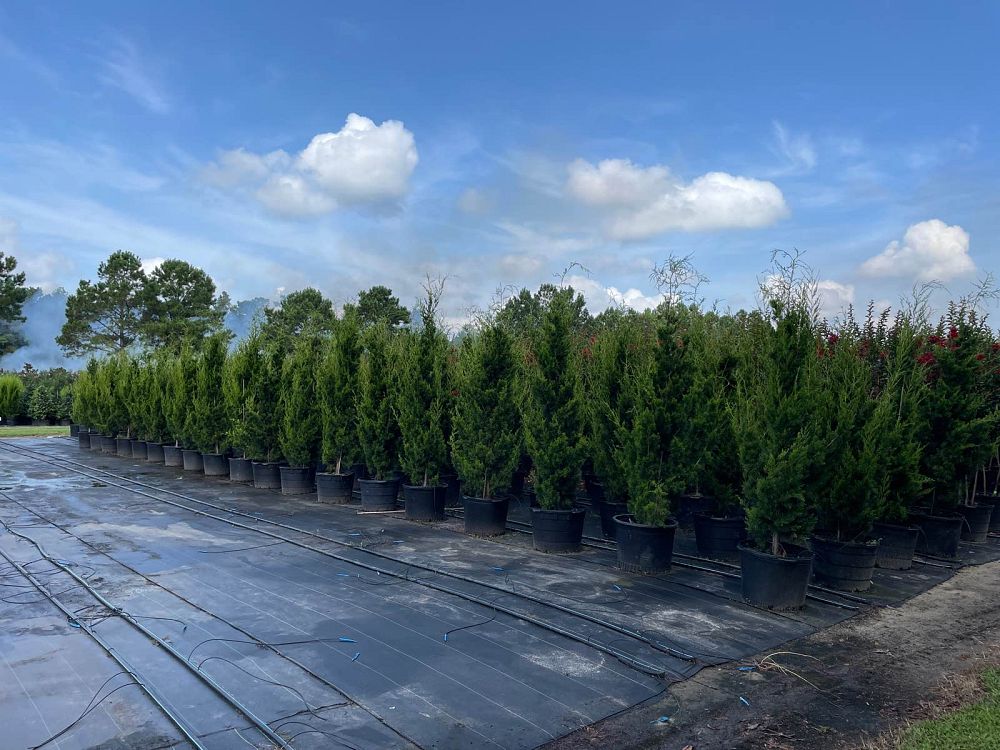 juniperus-virginiana-brodie-eastern-red-cedar