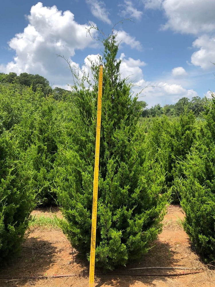 juniperus-virginiana-brodie-eastern-red-cedar