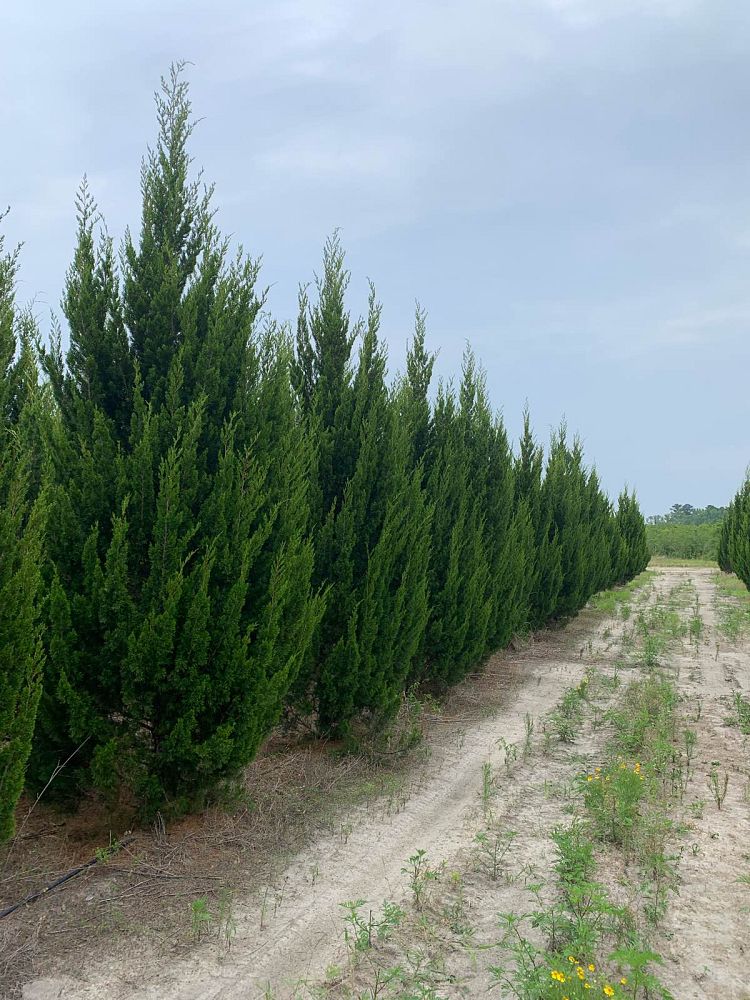 juniperus-virginiana-brodie-eastern-red-cedar