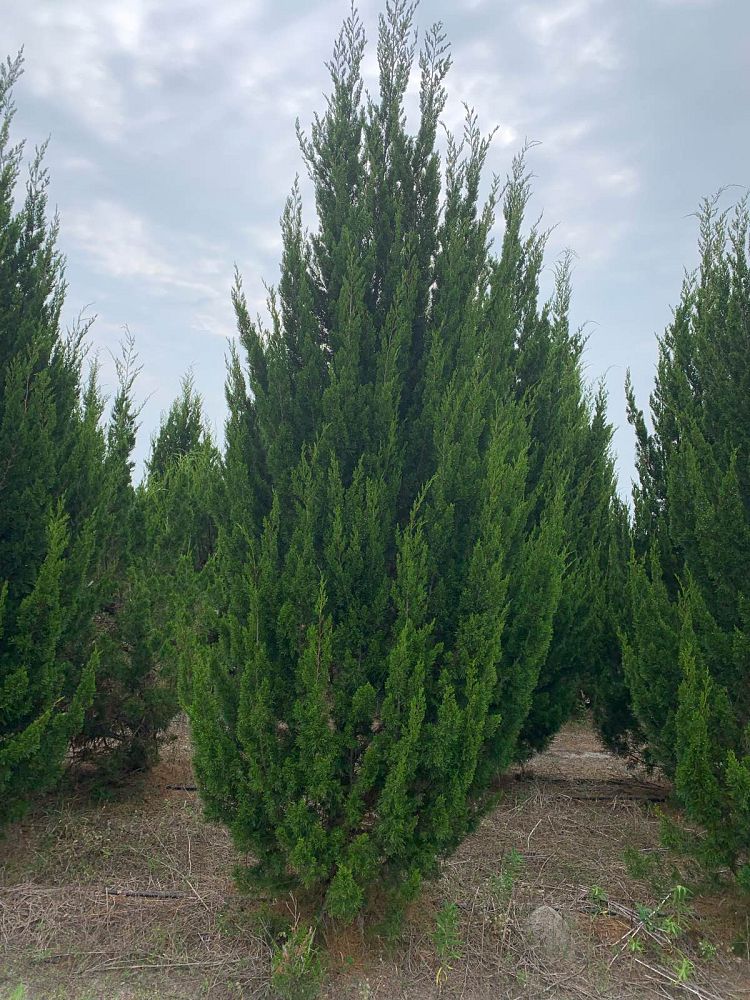 juniperus-virginiana-brodie-eastern-red-cedar