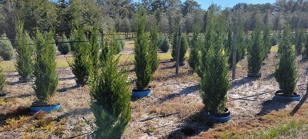 juniperus-virginiana-brodie-eastern-red-cedar