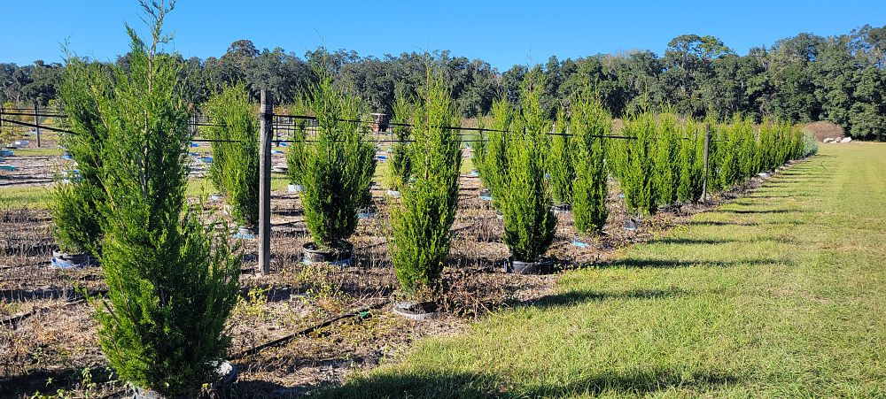 juniperus-virginiana-brodie-eastern-red-cedar