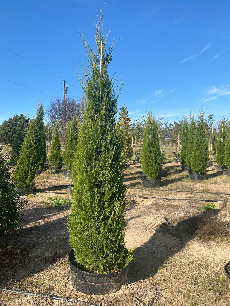 juniperus-virginiana-brodie-eastern-red-cedar