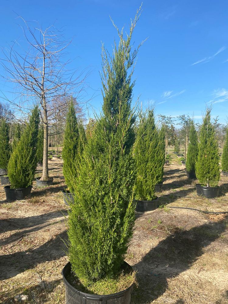 juniperus-virginiana-brodie-eastern-red-cedar