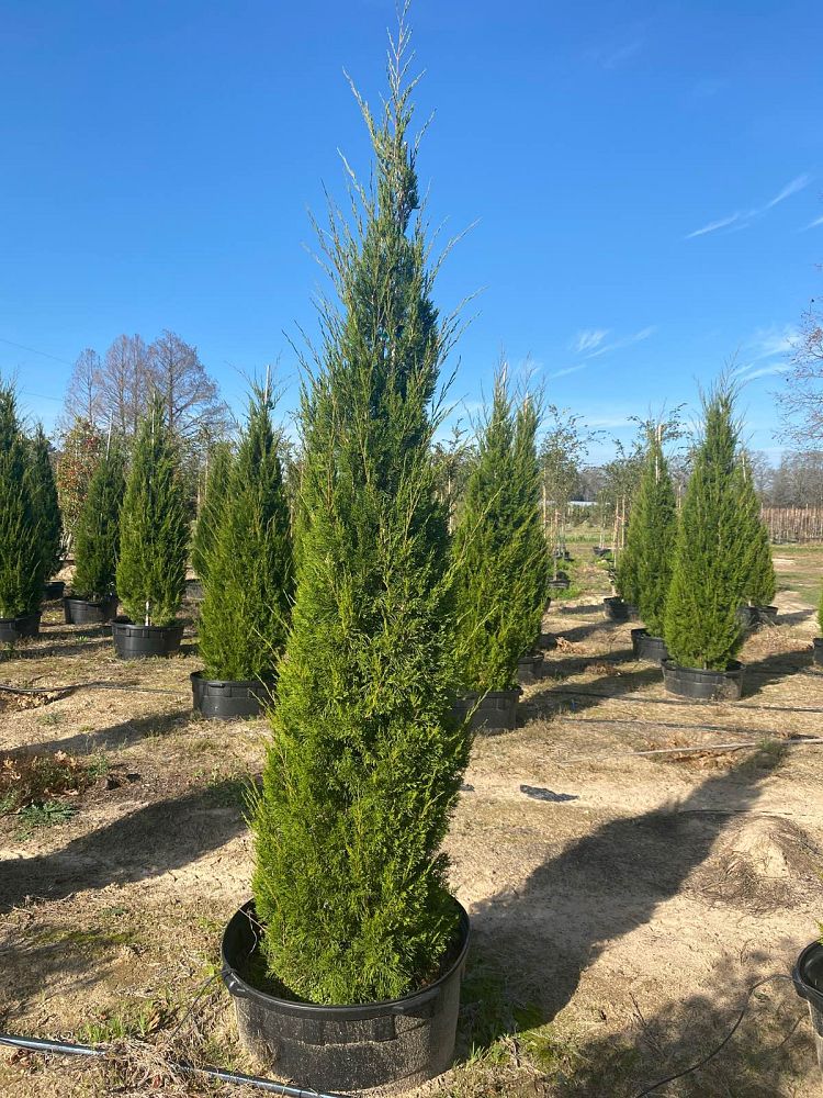 juniperus-virginiana-brodie-eastern-red-cedar