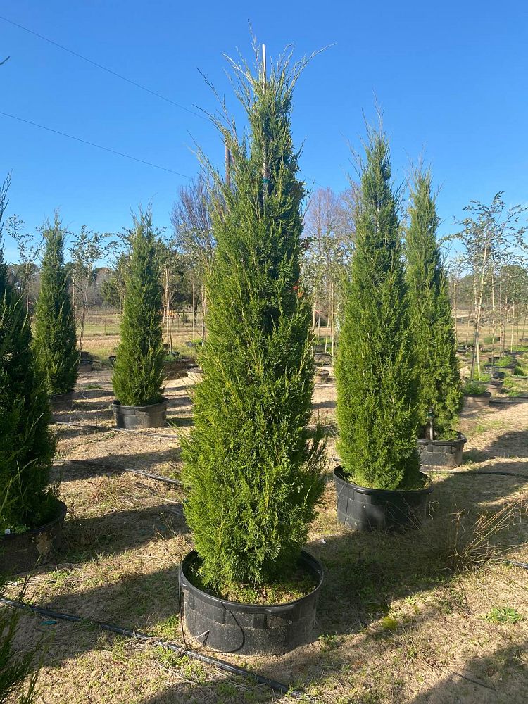 juniperus-virginiana-brodie-eastern-red-cedar