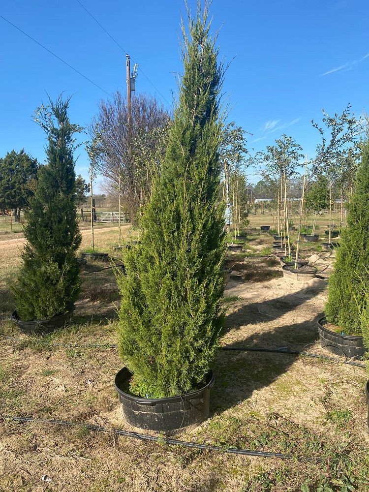 juniperus-virginiana-brodie-eastern-red-cedar