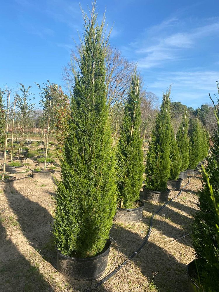 juniperus-virginiana-brodie-eastern-red-cedar