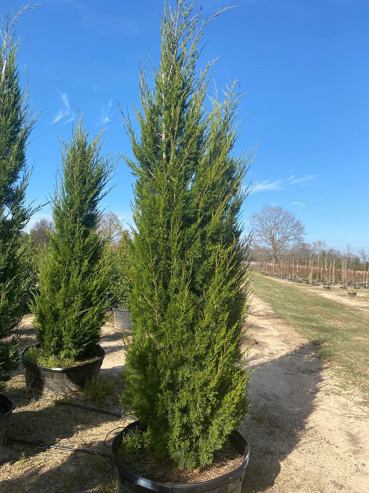 juniperus-virginiana-brodie-eastern-red-cedar