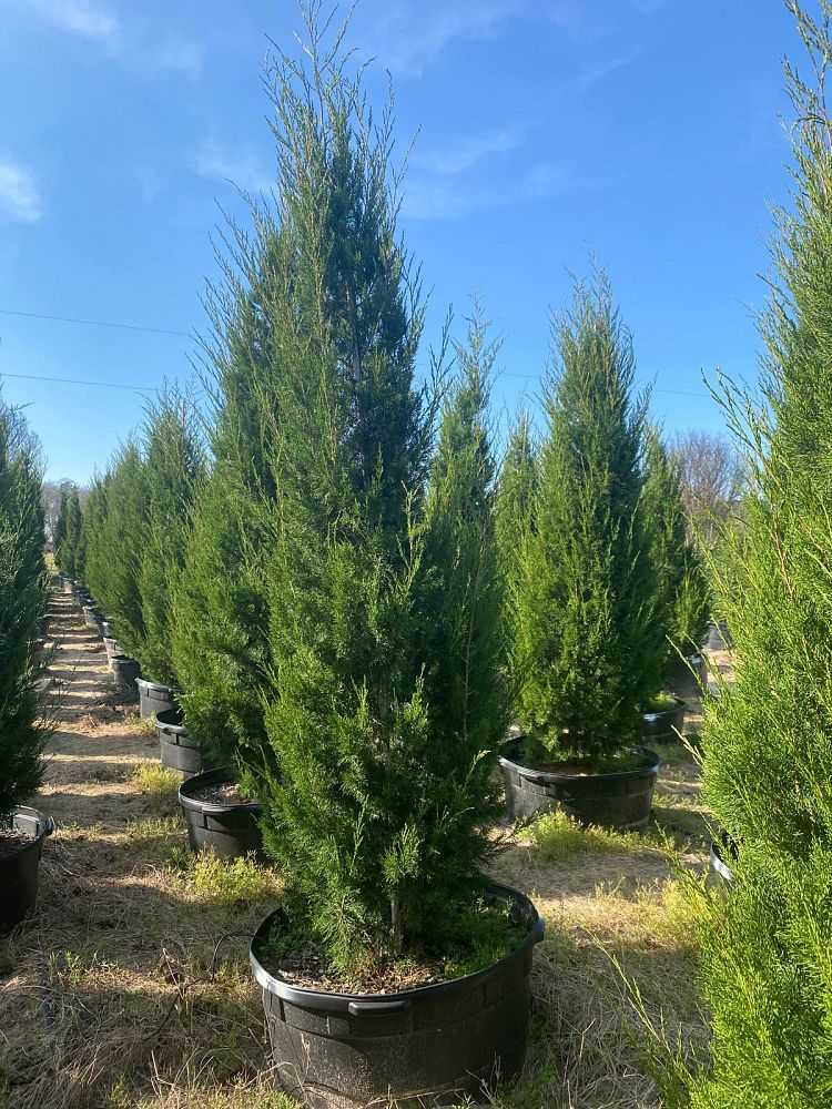 juniperus-virginiana-brodie-eastern-red-cedar