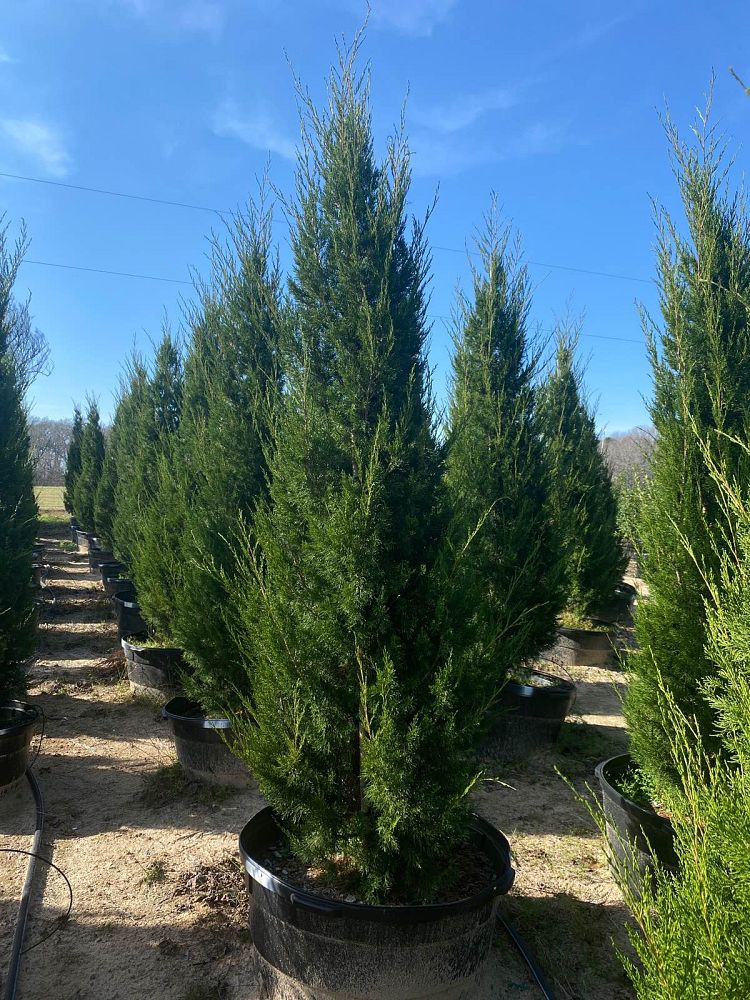 juniperus-virginiana-brodie-eastern-red-cedar