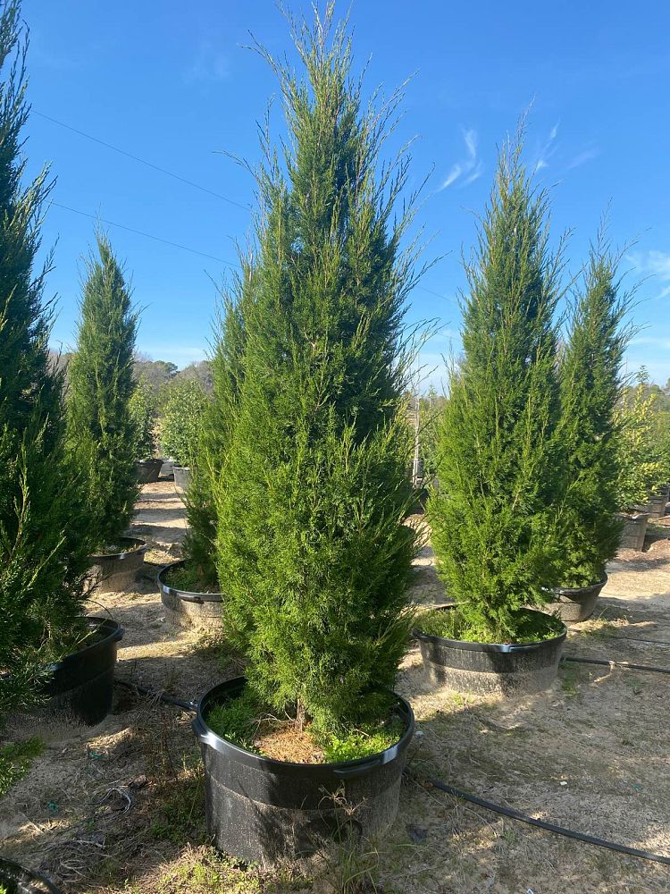 juniperus-virginiana-brodie-eastern-red-cedar