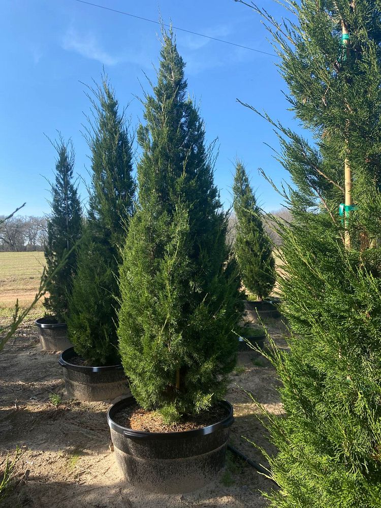 juniperus-virginiana-brodie-eastern-red-cedar
