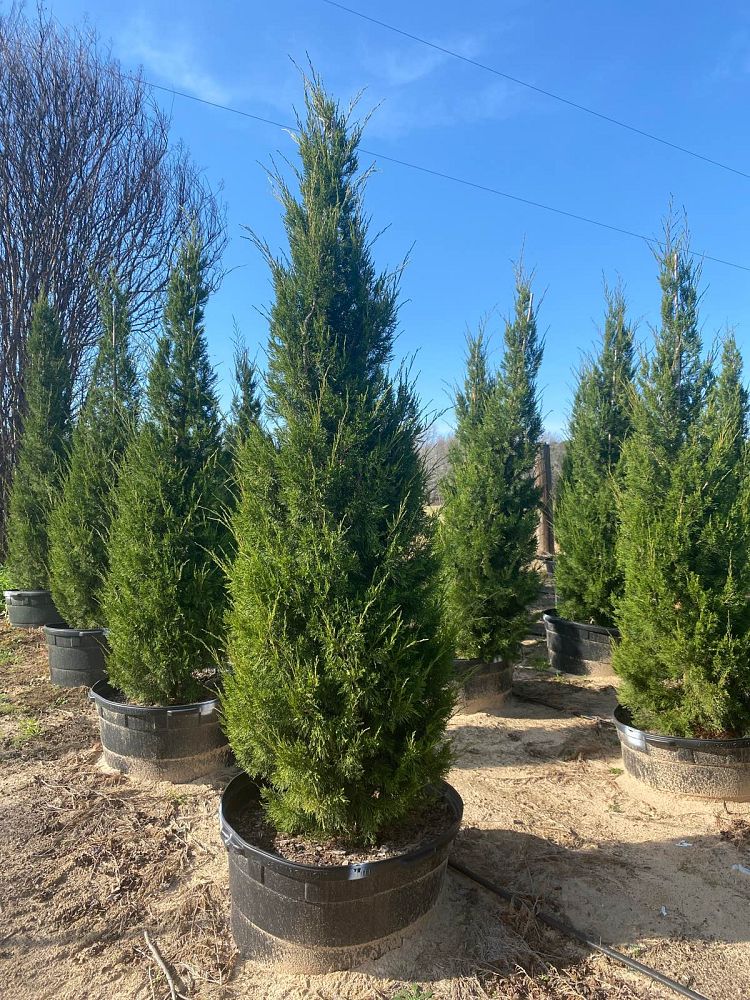 juniperus-virginiana-brodie-eastern-red-cedar