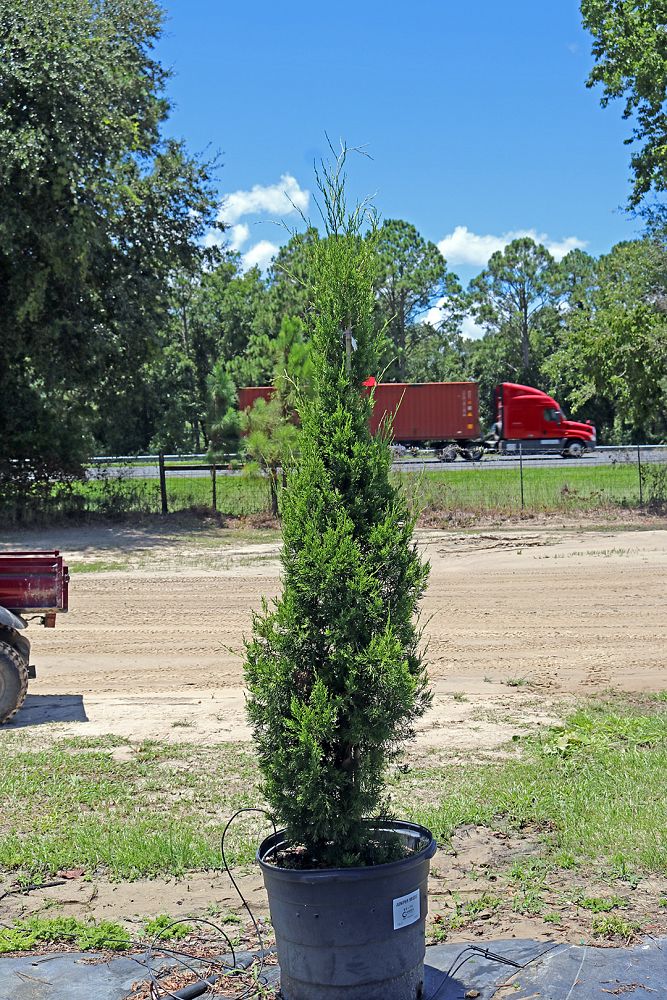 juniperus-virginiana-brodie-eastern-red-cedar