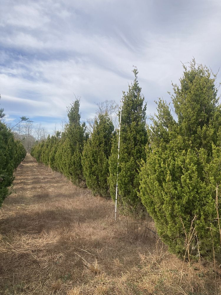 juniperus-virginiana-brodie-eastern-red-cedar