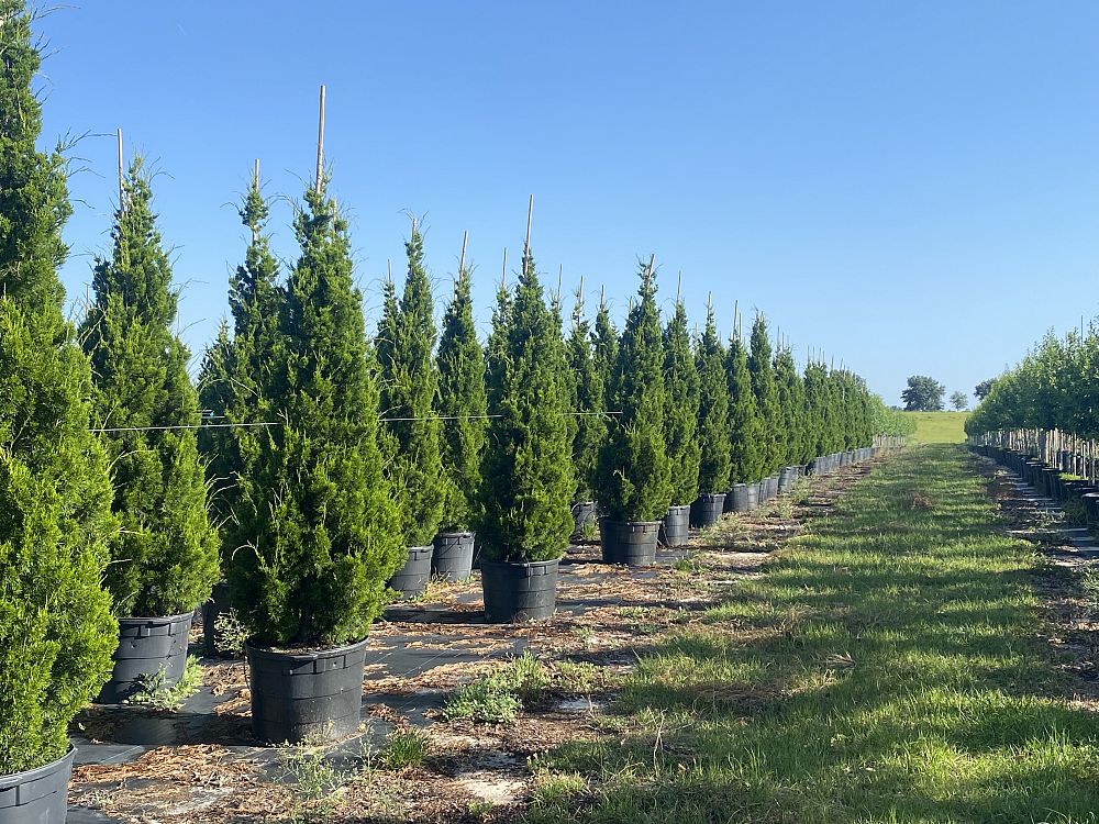 juniperus-virginiana-brodie-eastern-red-cedar