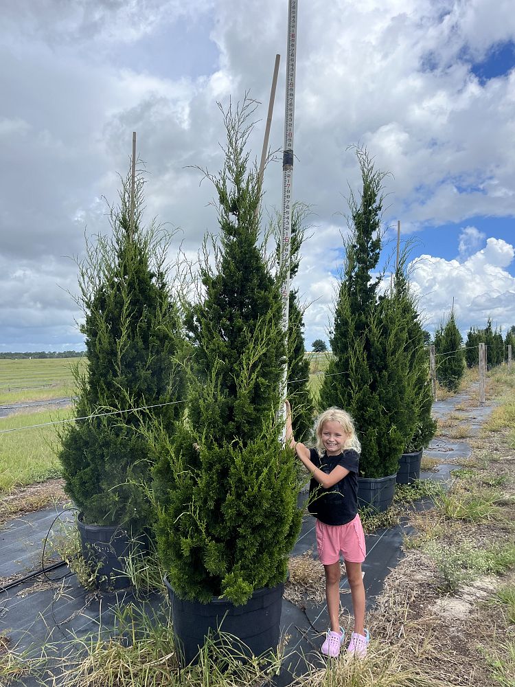 juniperus-virginiana-brodie-eastern-red-cedar