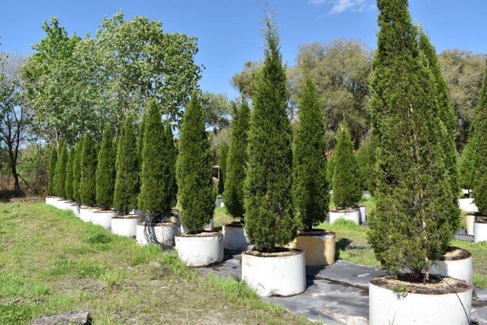 juniperus-virginiana-brodie-eastern-red-cedar