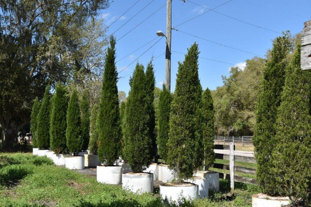 juniperus-virginiana-brodie-eastern-red-cedar