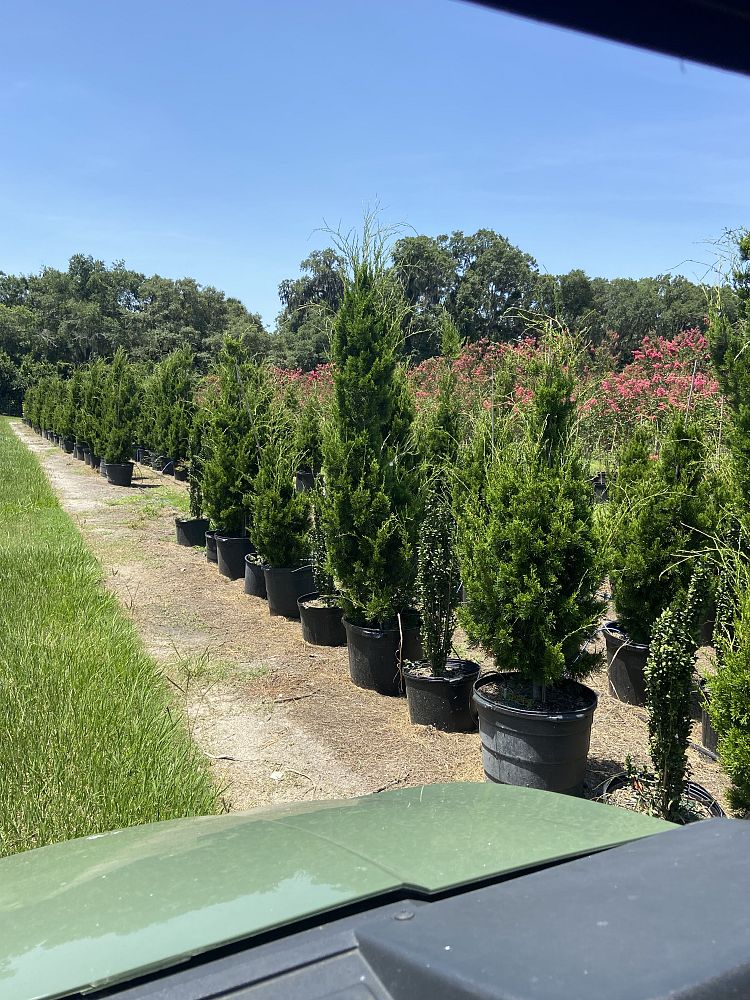 juniperus-virginiana-brodie-eastern-red-cedar