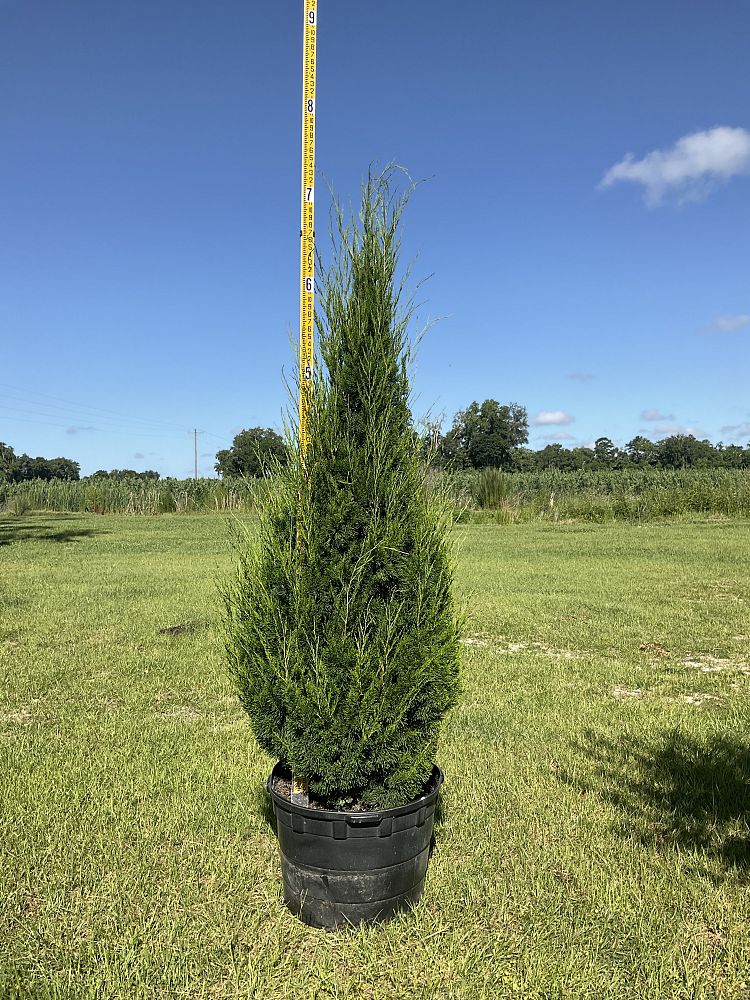 juniperus-virginiana-brodie-eastern-red-cedar