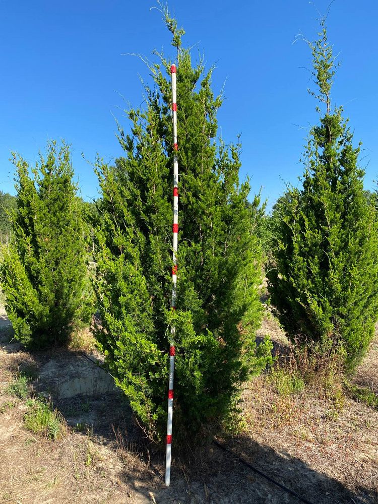 juniperus-virginiana-brodie-eastern-red-cedar