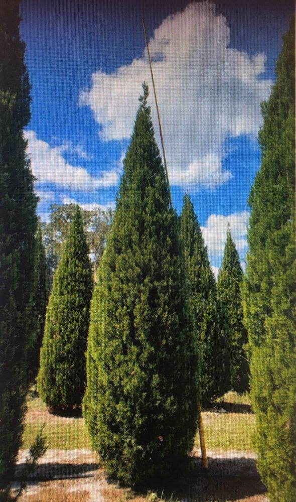 juniperus-virginiana-brodie-eastern-red-cedar