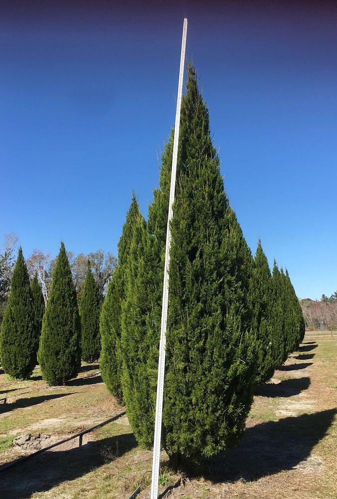 juniperus-virginiana-brodie-eastern-red-cedar
