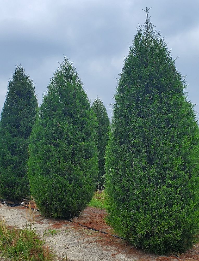 juniperus-virginiana-brodie-eastern-red-cedar