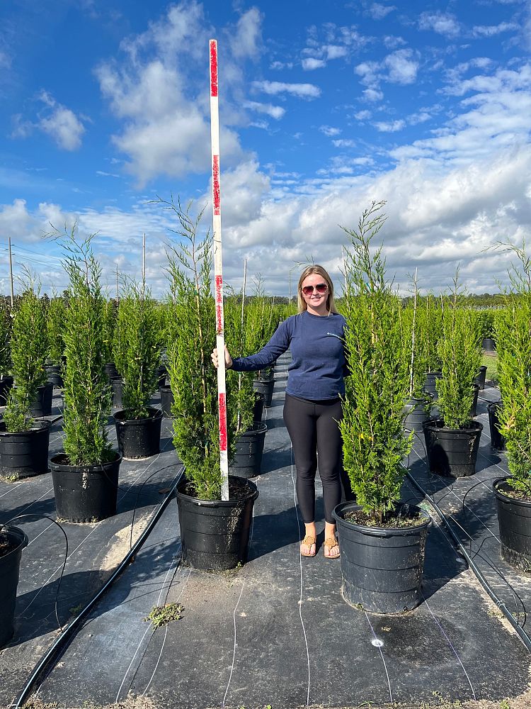 juniperus-virginiana-brodie-eastern-red-cedar