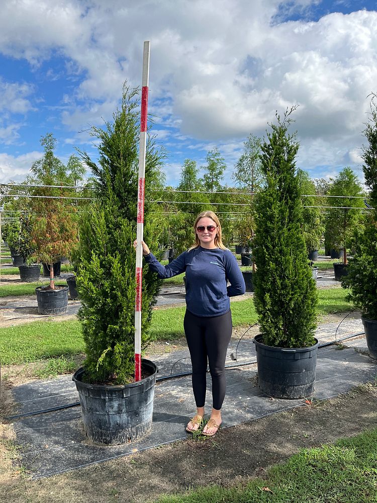 juniperus-virginiana-brodie-eastern-red-cedar