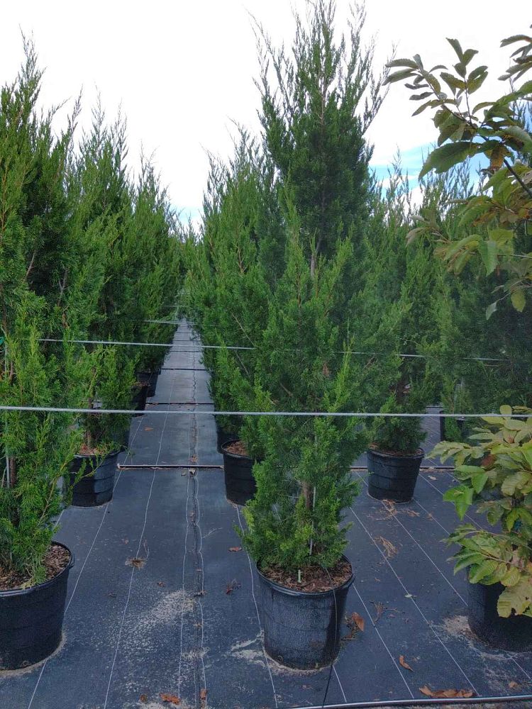 juniperus-virginiana-brodie-eastern-red-cedar
