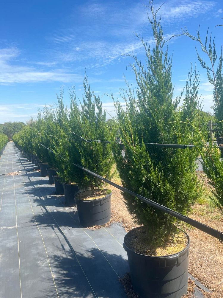 juniperus-virginiana-brodie-eastern-red-cedar
