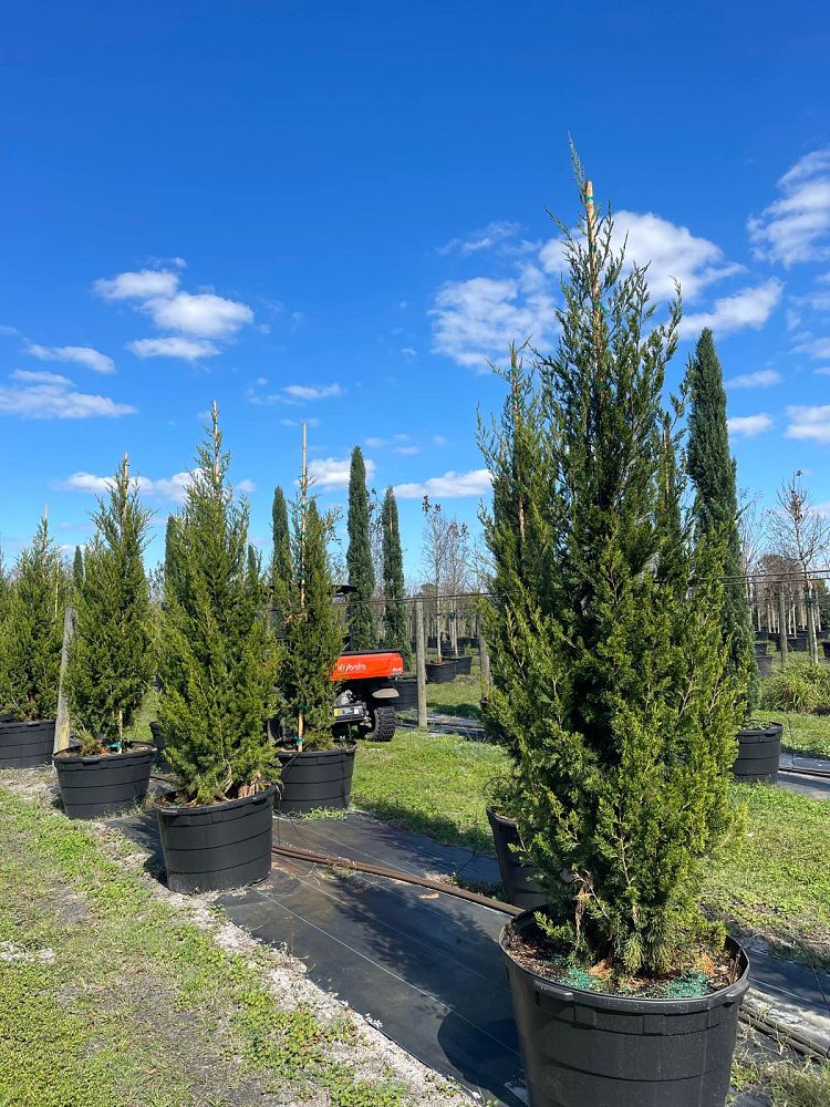 juniperus-virginiana-brodie-eastern-red-cedar