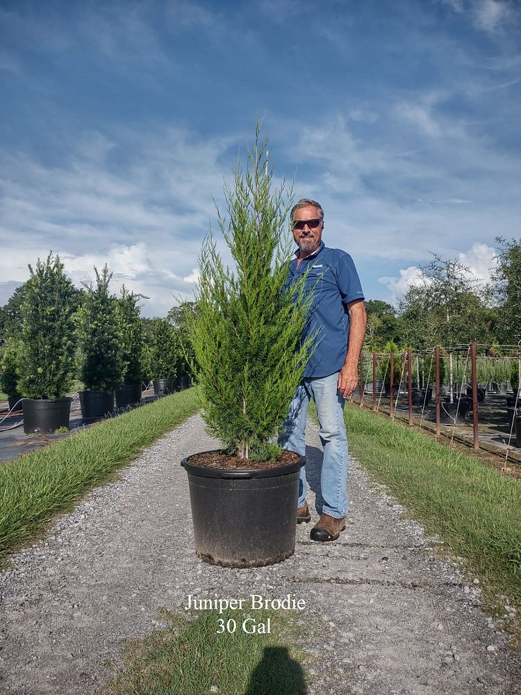 juniperus-virginiana-brodie-eastern-red-cedar