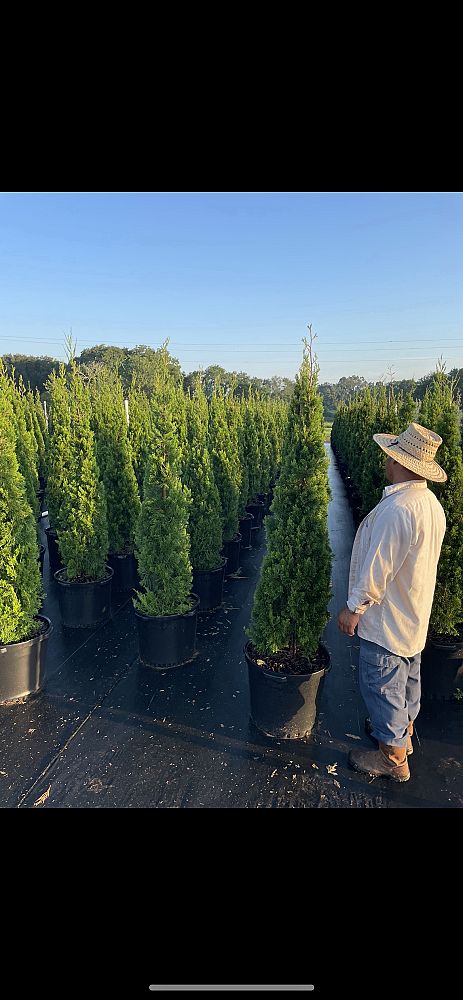 juniperus-virginiana-brodie-eastern-red-cedar