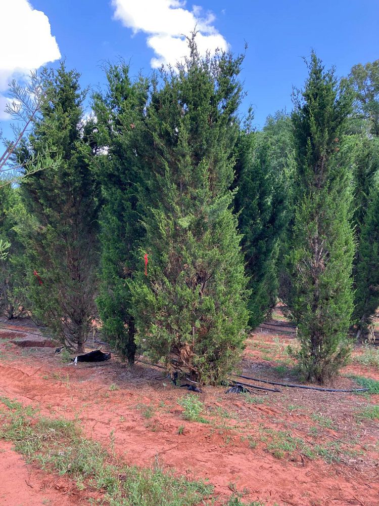 juniperus-virginiana-brodie-eastern-red-cedar