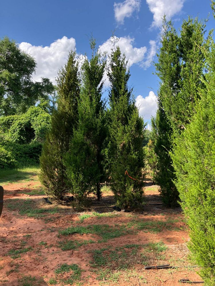 juniperus-virginiana-brodie-eastern-red-cedar