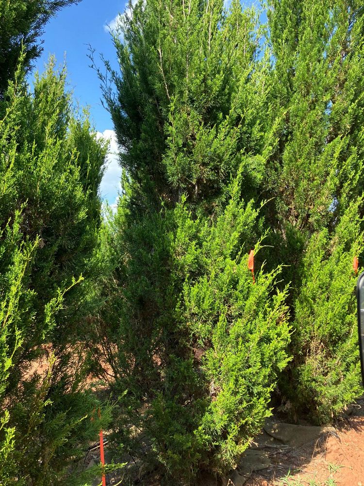juniperus-virginiana-brodie-eastern-red-cedar