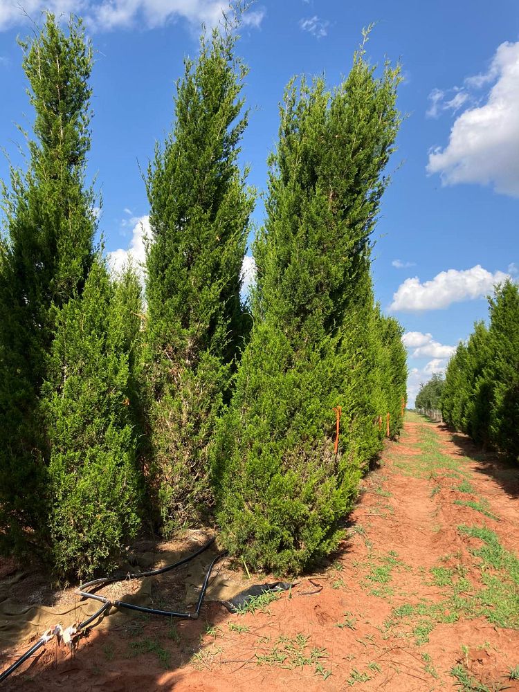 juniperus-virginiana-brodie-eastern-red-cedar