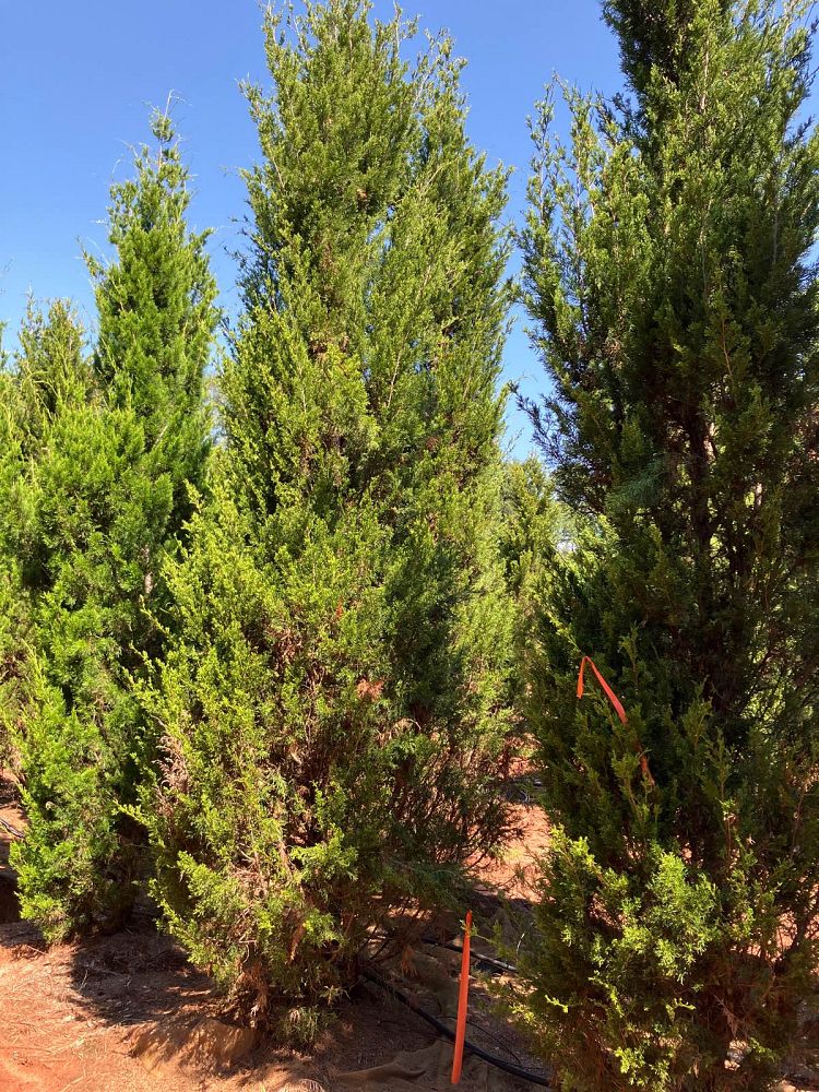 juniperus-virginiana-brodie-eastern-red-cedar