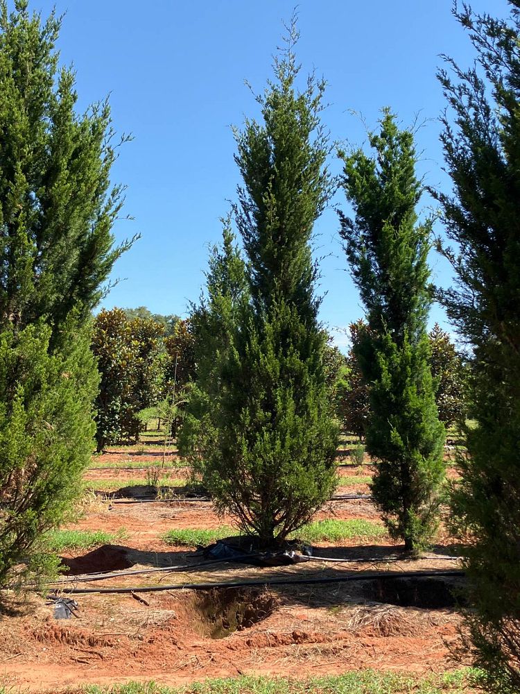 juniperus-virginiana-brodie-eastern-red-cedar