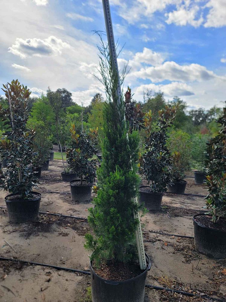 juniperus-virginiana-brodie-eastern-red-cedar