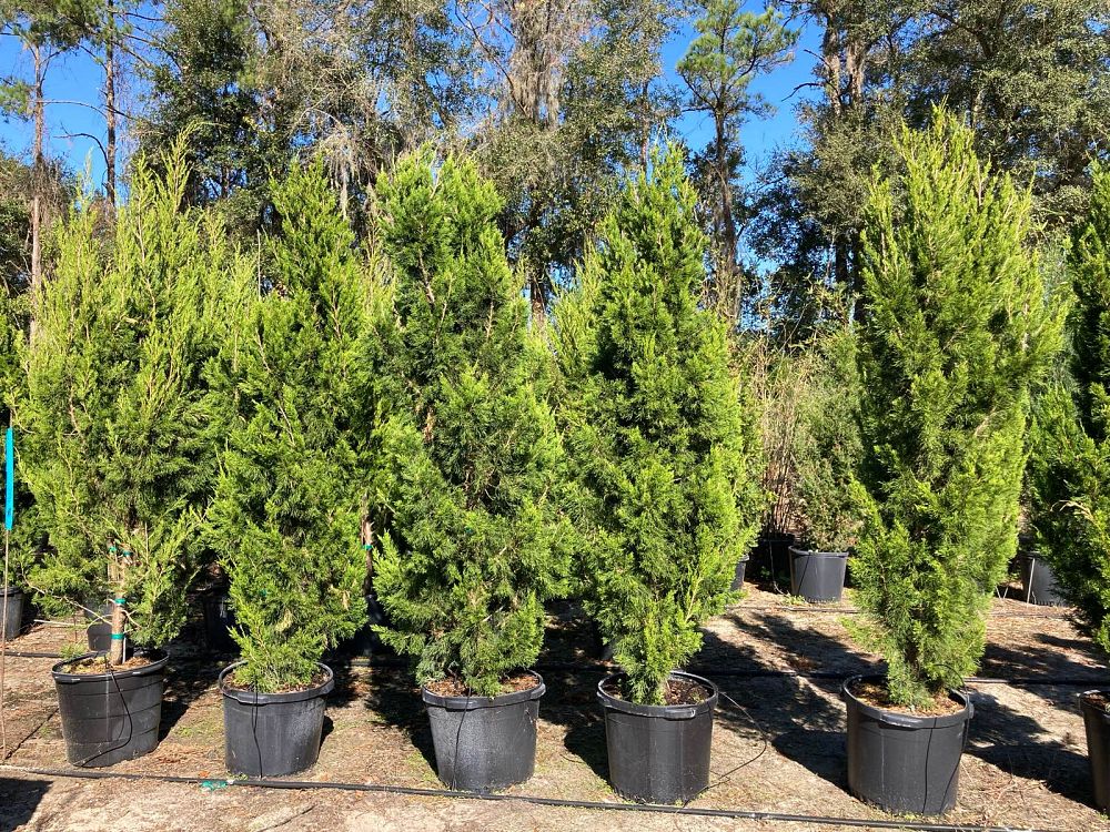juniperus-virginiana-brodie-eastern-red-cedar