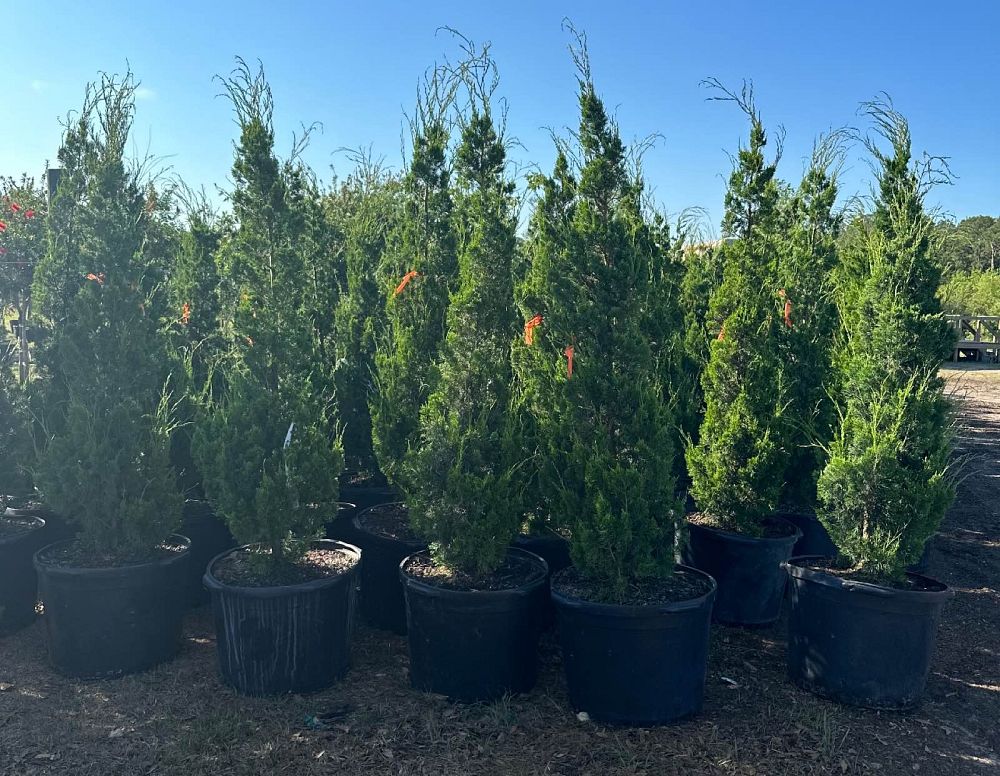 juniperus-virginiana-brodie-eastern-red-cedar