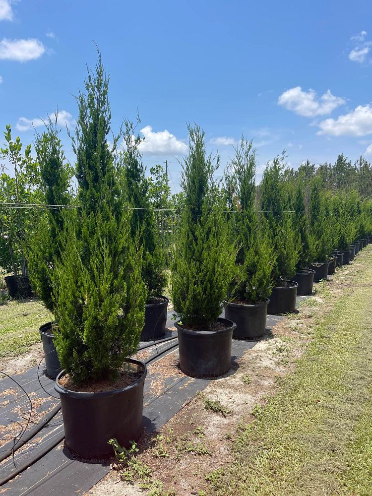 juniperus-virginiana-brodie-eastern-red-cedar