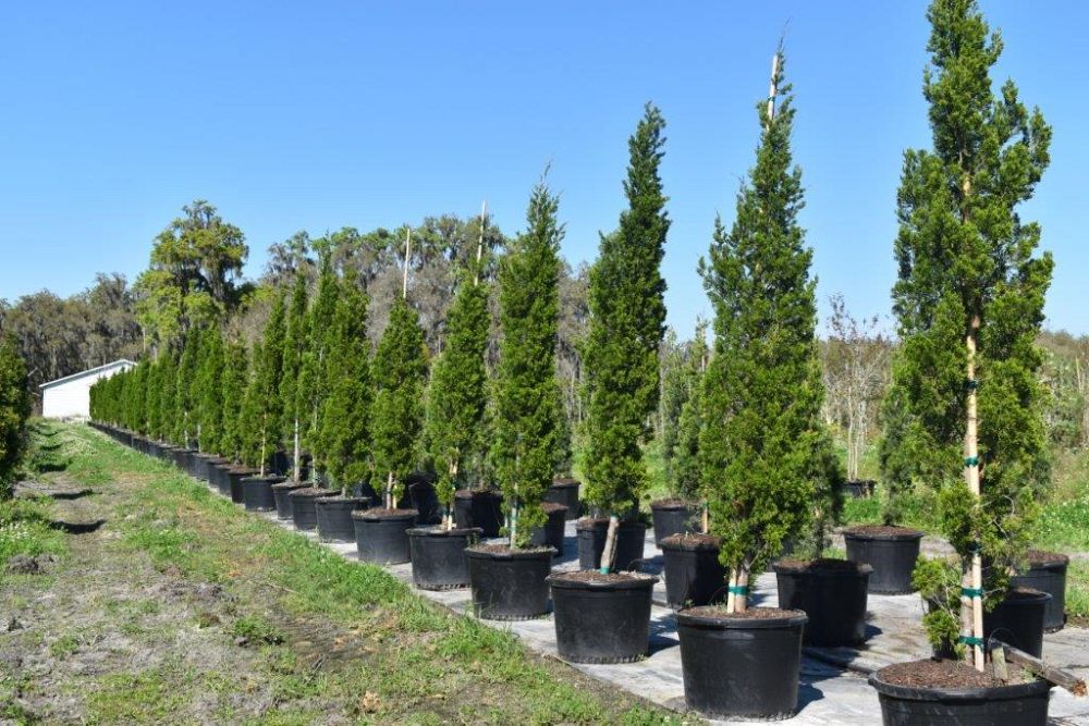 juniperus-virginiana-brodie-eastern-red-cedar